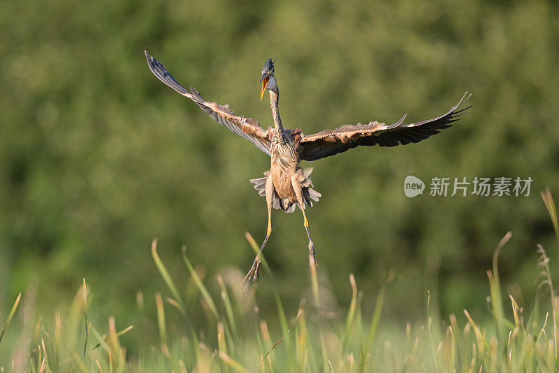 落地雄紫鹭(Ardea purpurea)